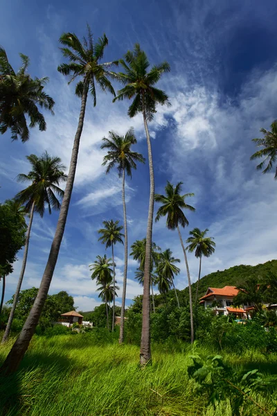 Palmbomen — Stockfoto