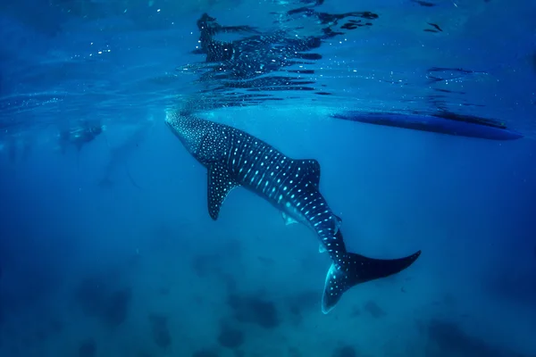 Žralok velrybí — Stock fotografie