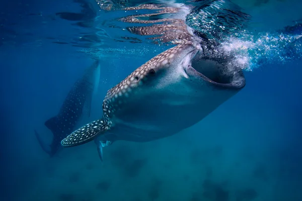 Tiburón ballena — Foto de Stock