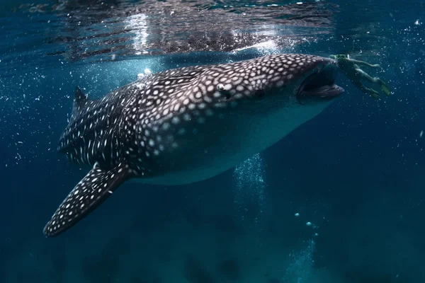 Tubarão-baleia — Fotografia de Stock