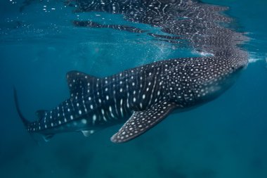 Balina Köpekbalığı