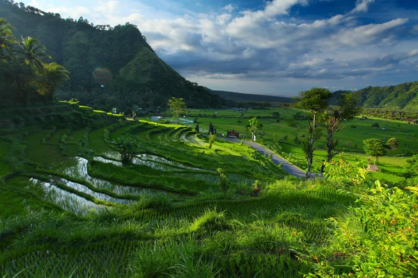 Rice — Stock Photo, Image