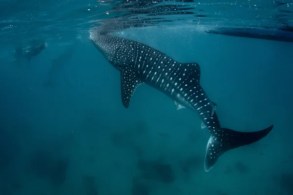 Tiburón ballena — Foto de Stock