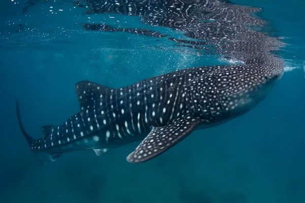 Whale shark — Stock Photo, Image