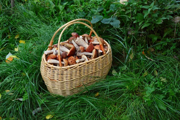 Mushrooms — Stock Image Mushrooms Stock Picture