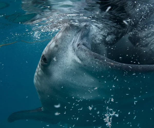 Tiburón ballena — Foto de Stock