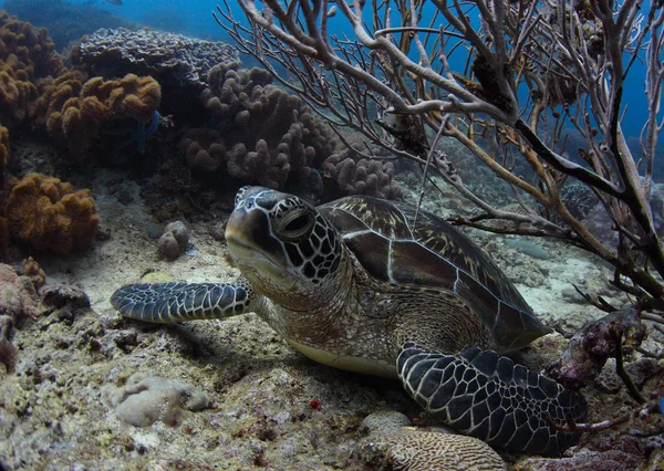 Zeeschildpad — Stockfoto