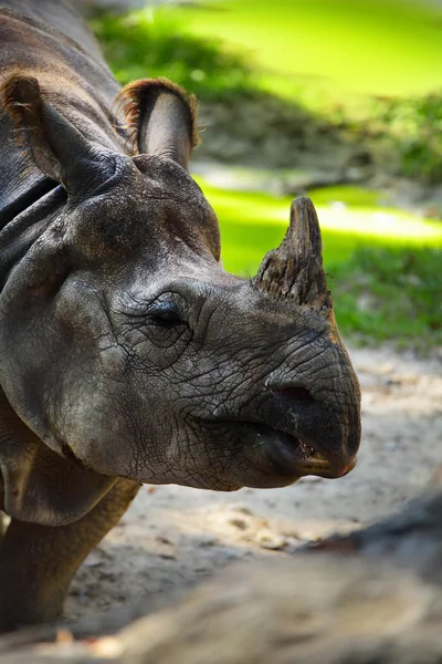 Rhino. — Foto de Stock