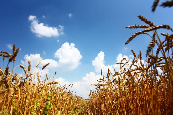 Wheat — Stock Photo, Image