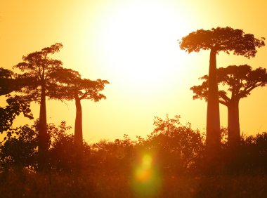 Baobab