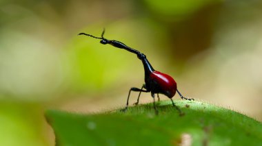 böcek endemik zürafa Weevil'ı