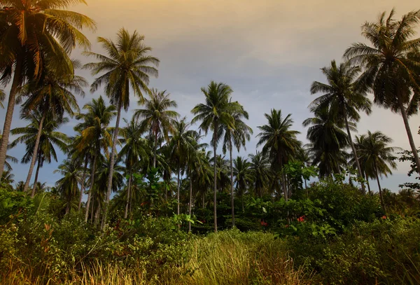 Group of palm trees and dry grass — Stock Photo, Image