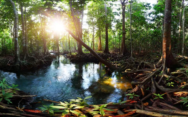 Mangroves — Stock fotografie