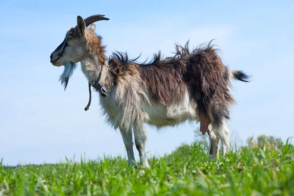 Keçi — Stok fotoğraf