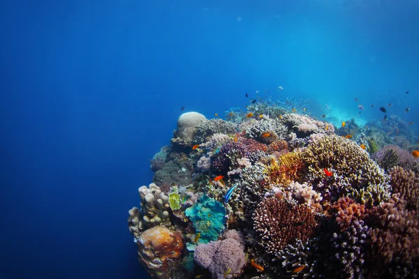 Reef — Stock Photo, Image