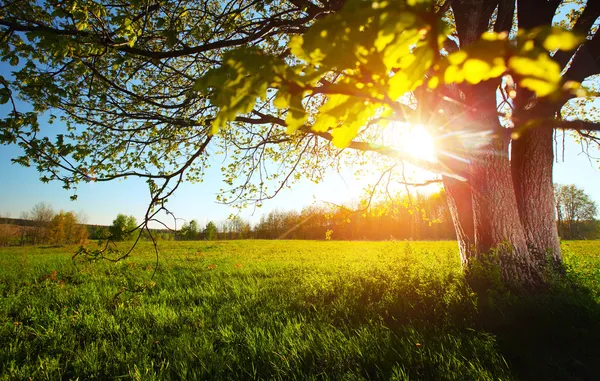 Baum — Stockfoto