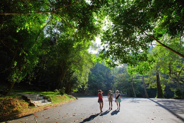 Foresta — Foto Stock