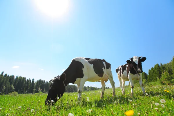 Kühe — Stockfoto