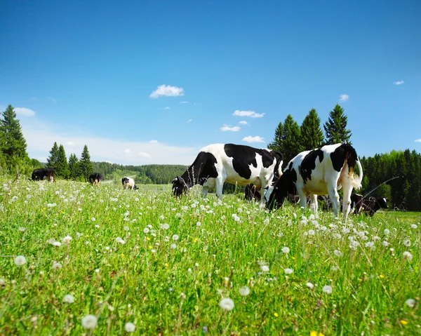 Vacas — Fotografia de Stock