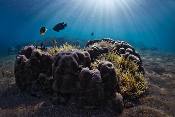 Reef — Stock Photo, Image
