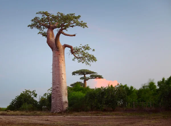 바오 바 브 나무 — 스톡 사진