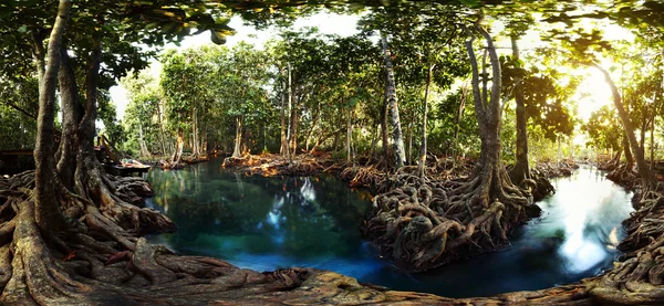 Mangroves — Stock fotografie