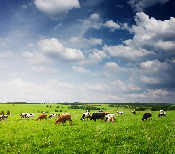 Vacas — Fotografia de Stock