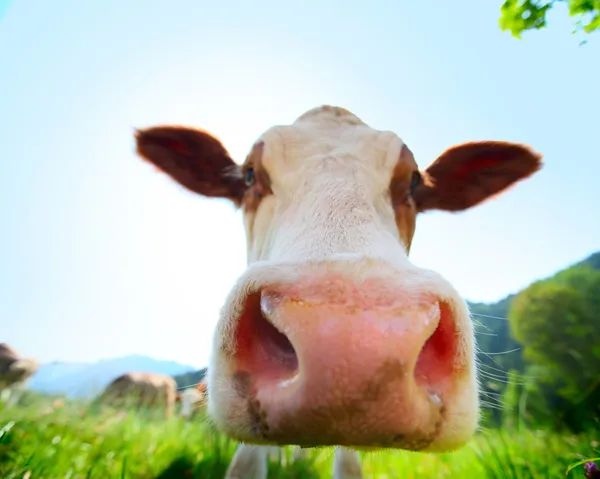 Hlava krávy — Stock fotografie