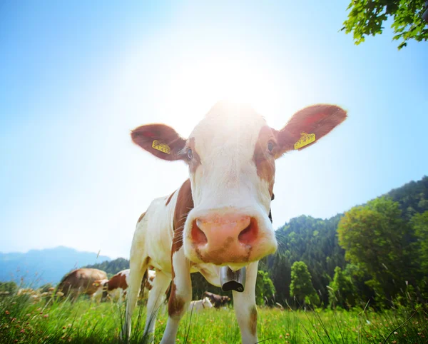 Vaca que pastoreia em um prado verde — Fotografia de Stock