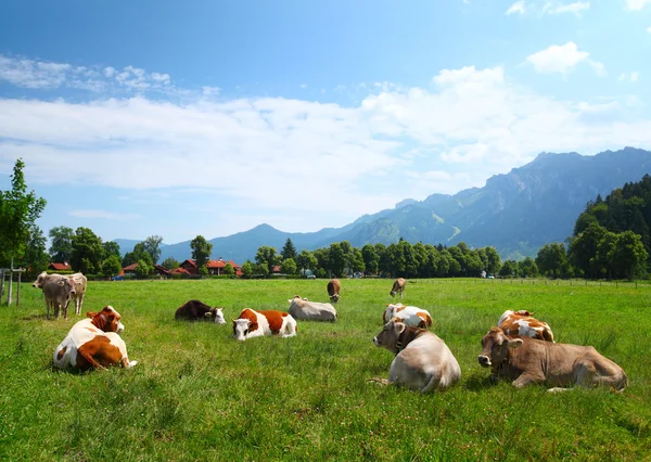 Cows — Stock Photo, Image