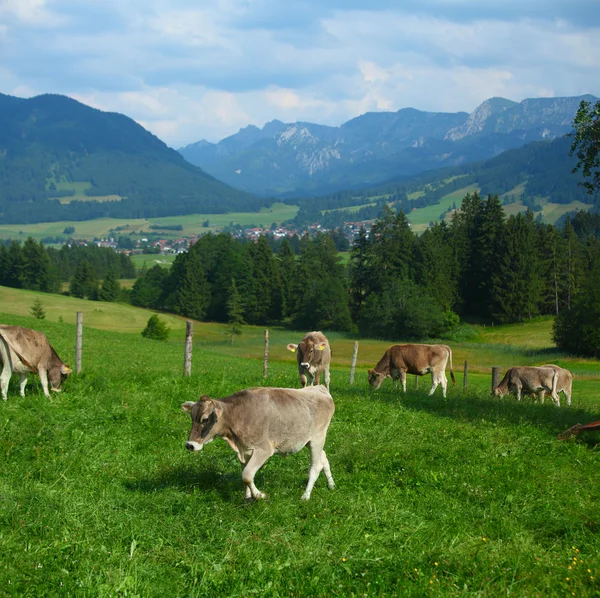 Landbouwgrond — Stockfoto