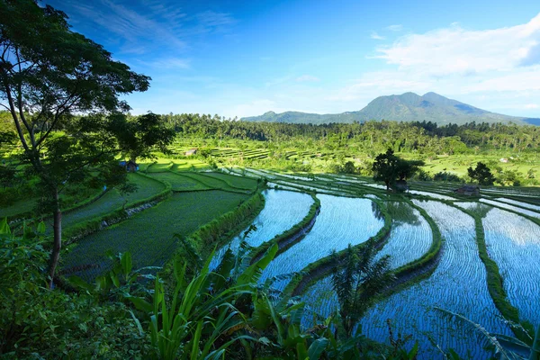 Bali — Stockfoto