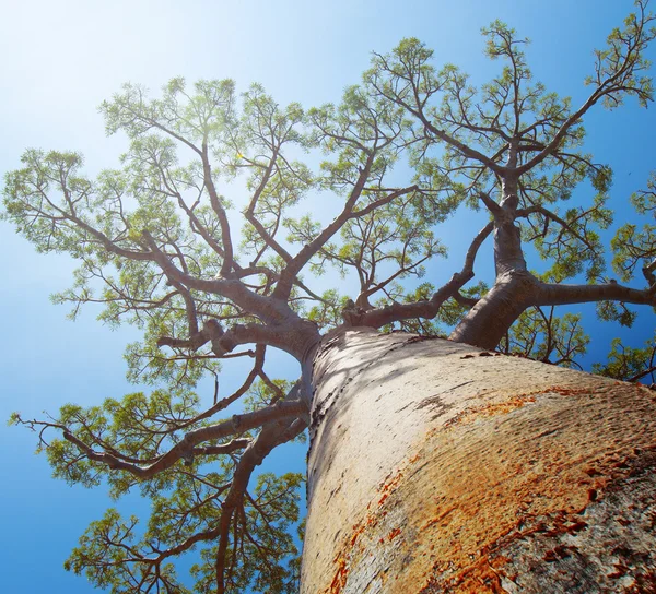 Madagaskar — Stockfoto