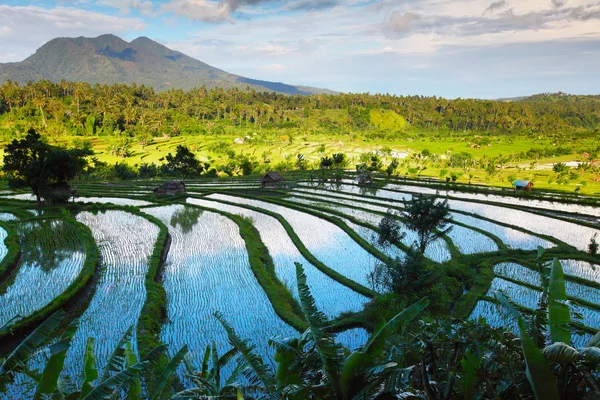 Bali. — Fotografia de Stock