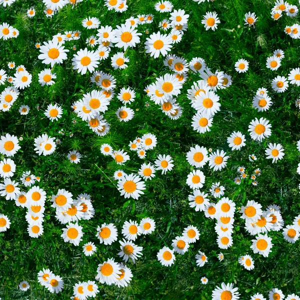 Daisy — Stock Photo, Image