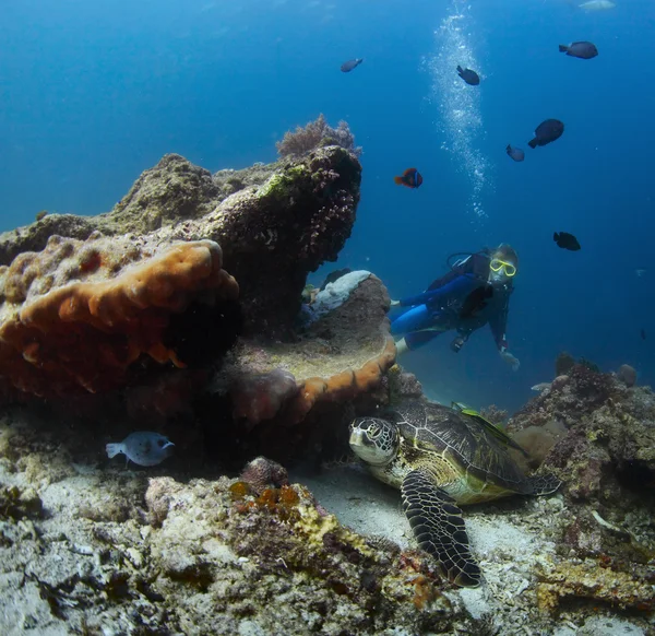 Diver — Stock Photo, Image