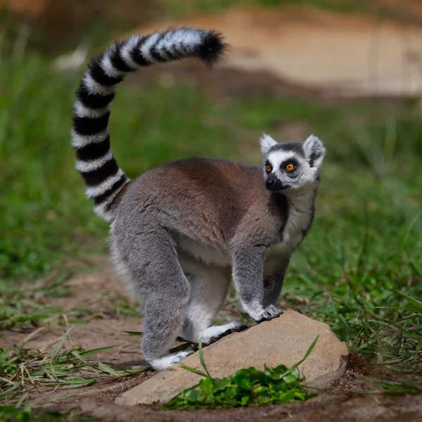 Lemur — Stockfoto