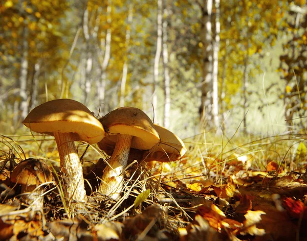 Paddenstoelen — Stockfoto