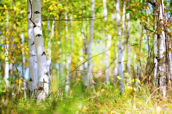 Herfst — Stockfoto