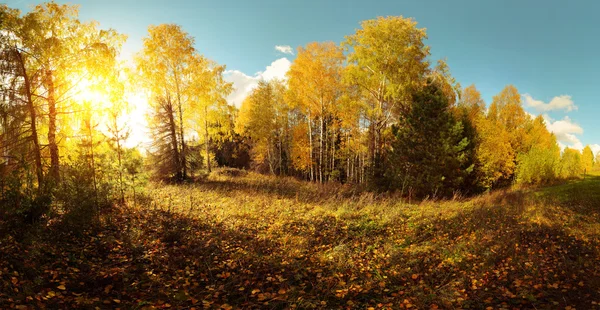 Autumn — Stock Photo, Image