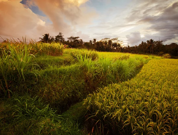 Bali — Stockfoto