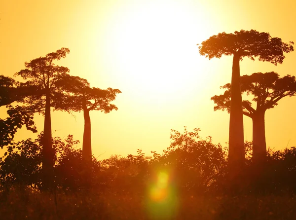 Baobab — Zdjęcie stockowe