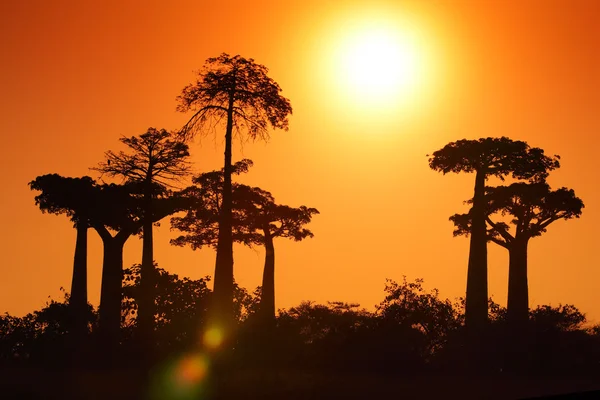 Baobab — Stok fotoğraf