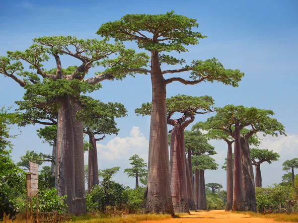 Baobab — Stockfoto