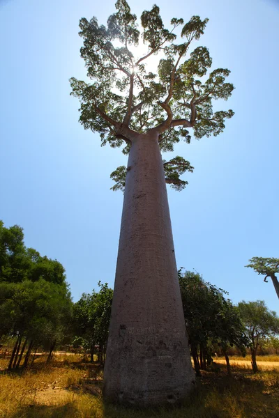 Madagaskar — Zdjęcie stockowe