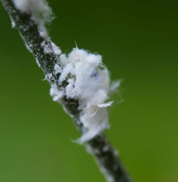 Flatid 잎 버그 — 스톡 사진