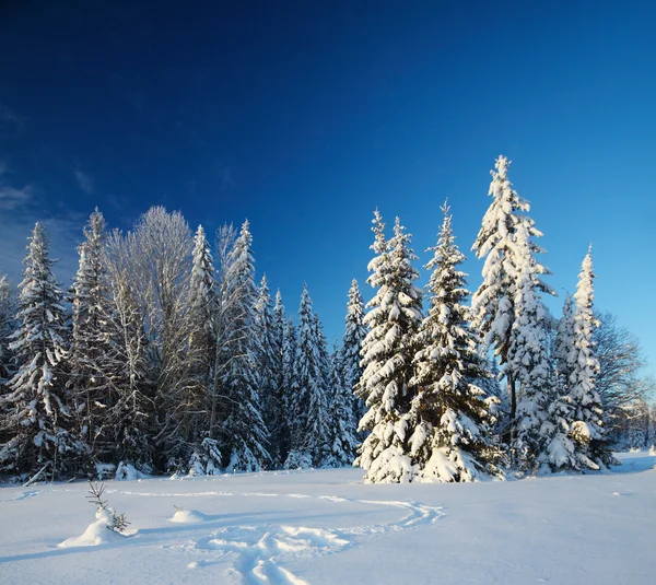 Invierno — Foto de Stock