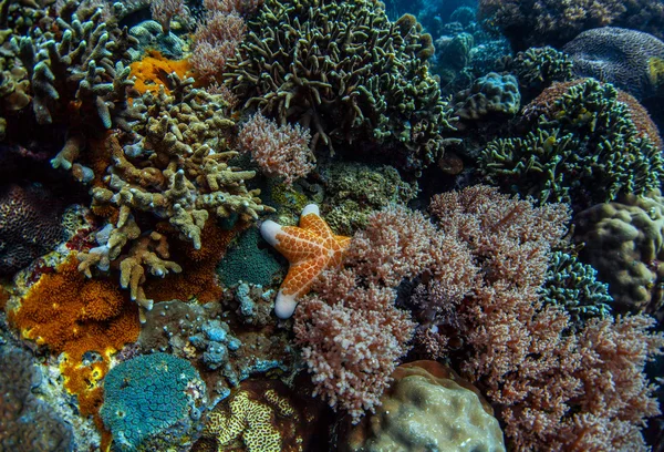 Korallenriff in einem tropischen Meer — Stockfoto