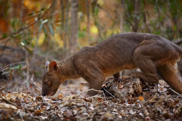 Fossa — Foto Stock