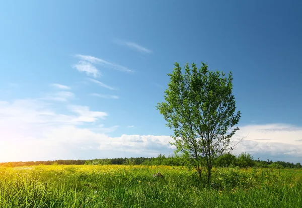 Frühling — Stockfoto